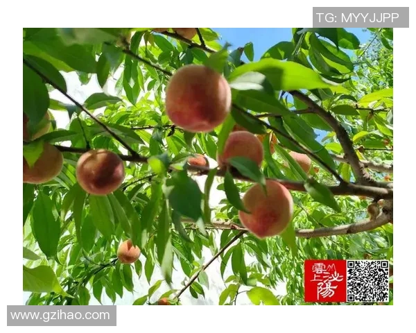 果园采摘乐趣无穷体验，畅享自然美味与田园风光的完美结合