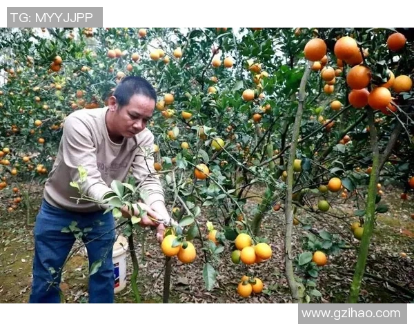 果园采摘季节乐趣，畅享自然丰收的喜悦与美好时光